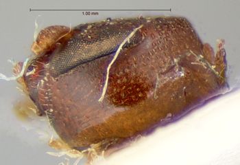 Media type: image; Entomology 9363   Aspect: head lateral view
